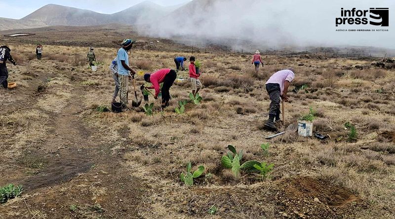 Porto Novo: Parque natural do Topo de Coroa recebe projecto de conservação da flora endémica
