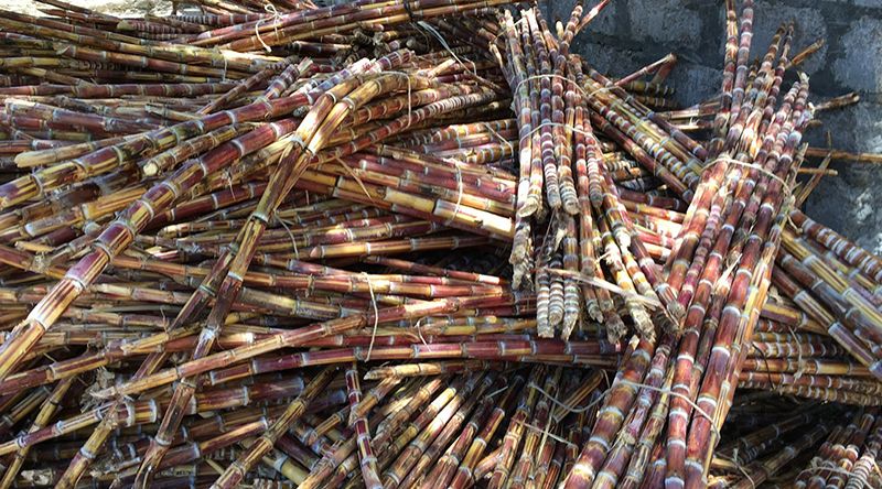 Porto Novo: Safra de cana sacarina e sementeira de batata comum marcam actividade agrícola nos diferentes vales agrícolas