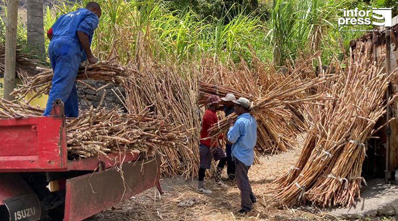 Porto Novo: Produtores do Tarrafal de Monte Trigo deixam de exportar grogue para a Europa