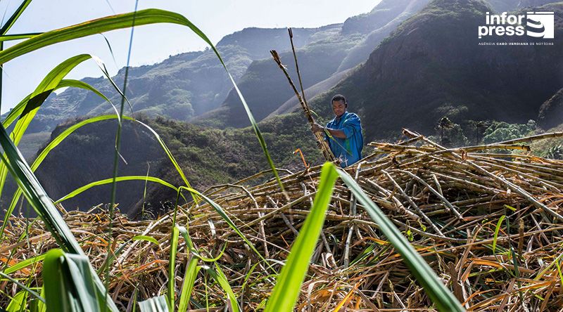 Porto Novo: Agricultores concluem a tempo a safra de cana sacarina apesar da falta de mão de obra