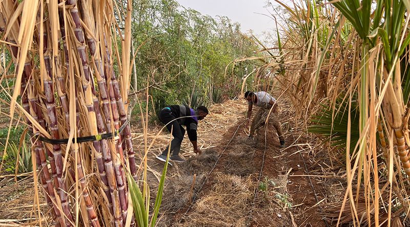 Porto Novo: Falta de mão-de-obra condiciona safra da cana-de-açúcar no Tarrafal de Monte Trigo - associação