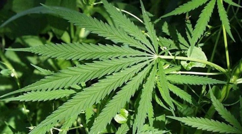 Canábis é a droga mais consumida em África e presença de cocaína e opioides aumentam