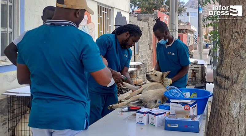 Associação Bons Amigos realiza VI campanha de castração no Tarrafal