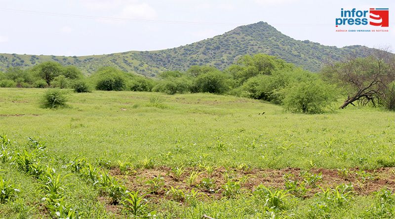 Maio: Chuvas renovam esperança dos agricultores que pedem combate precoce à praga do cartucho do milho