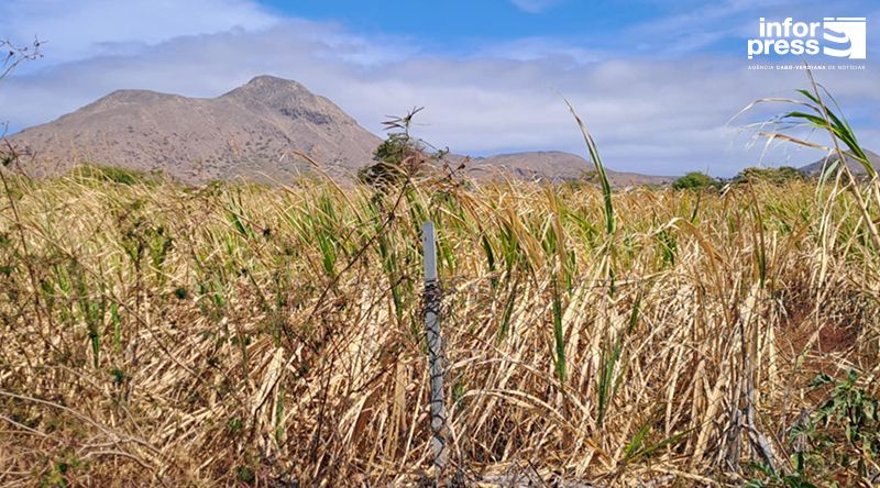 Tarrafal: Agricultores do Colonato pedem mais "celeridade e seriedade" no processo de atribuição do título de posse plena dos terrenos (c/áudio)