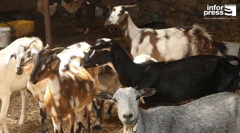 Porto Novo: Criadores com perdas de animais mais animados com possibilidade de ressurgimento de pasto – associação