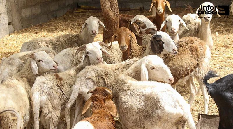 Porto Novo: Edilidade promete contratar veterinário para apoiar criadores de gado no município