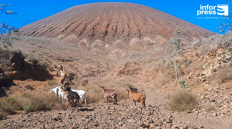 Porto Novo/Planalto Norte: Líder associativo pede apoio aos criadores de gado face ao mau ano agrícola