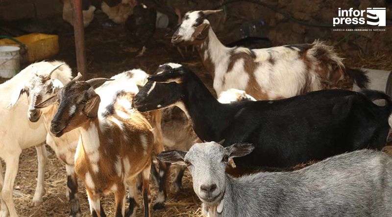 Porto Novo: Ministério de Desenvolvimento Rural prepara plano para acudir criadores de gado – delegado