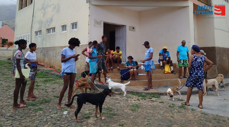 Ribeira Brava: Autarquia e associação CoVets realizam segunda campanha de castração e desparasitação de gatos e cães