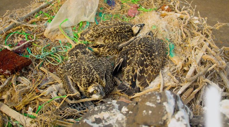 Boa Vista: Seis novos guinchos reforçam população reprodutora dessas aves na ilha