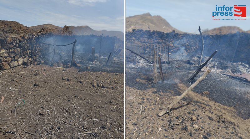 Porto Novo/Planalto Norte: Criador de gado fica sem seus animais mortos em incêndio