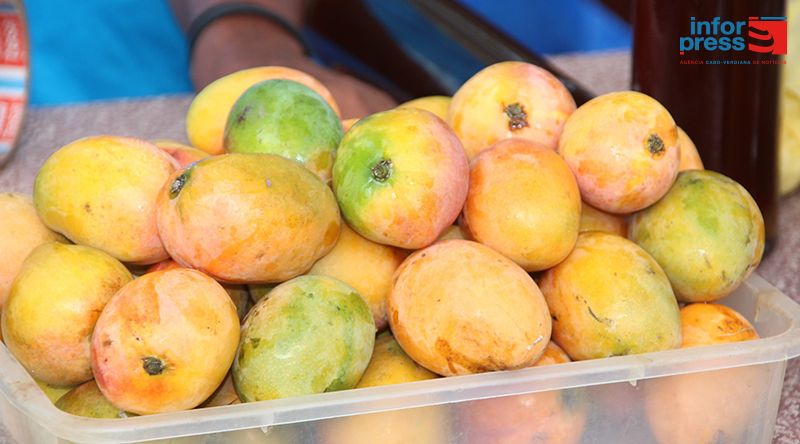 Porto Novo: Agricultores na Ribeira das Patas começam colheita de mangas condicionados com problema de mercado