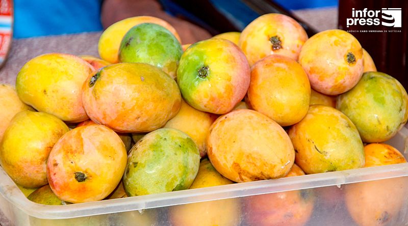Santiago: Agricultores lamentam fraca produção de manga devido a pragas e ataques de macacos