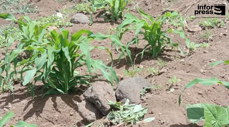 Porto Novo/Ano agrícola: Novas precipitações salvam as culturas no Planalto Leste – agricultores