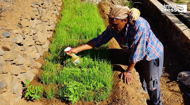 Porto Novo: Praga mil pés chega ao perímetro agrícola de Morro Cavalo para aflição dos agricultores