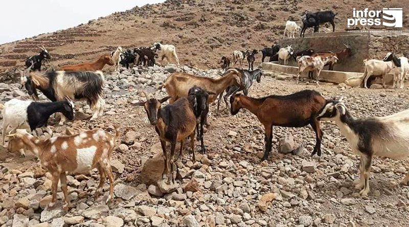 Porto Novo: Associação de criadores de gado regozija-se com resolução do problema de água na parte baixa do município