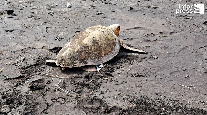 Santo Antão: Terrimar regista mais de dois mil ninhos durante a campanha de preservação das tartarugas 2024