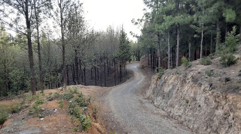 Santo Antão/Planalto Leste: Perímetro florestal volta a registar um incêndio cinco anos depois