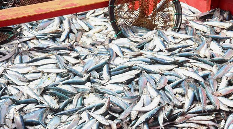 UE e Cabo Verde renovam acordo que permite pesca a Portugal, Espanha e França até 2029