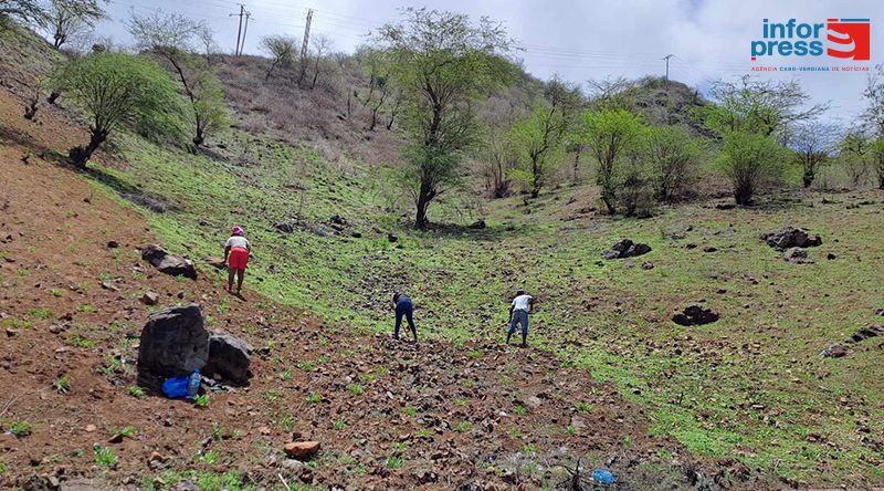 São Miguel: Agricultores de Flamengos investem na agricultura na esperança de que chuva caia a tempo (c/áudio)