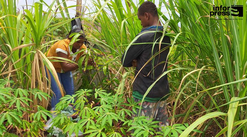 Tarrafal: Agricultores de vários pontos do Município iniciam formação em técnicas de enxertos de plantas frutíferas  