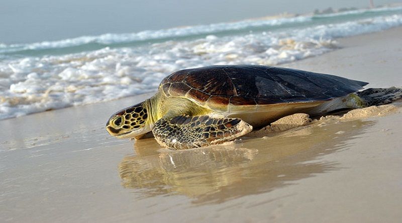 Boa Vista: Fundação Tartaruga regista quase sete mil ninhos de tartarugas nesta temporada