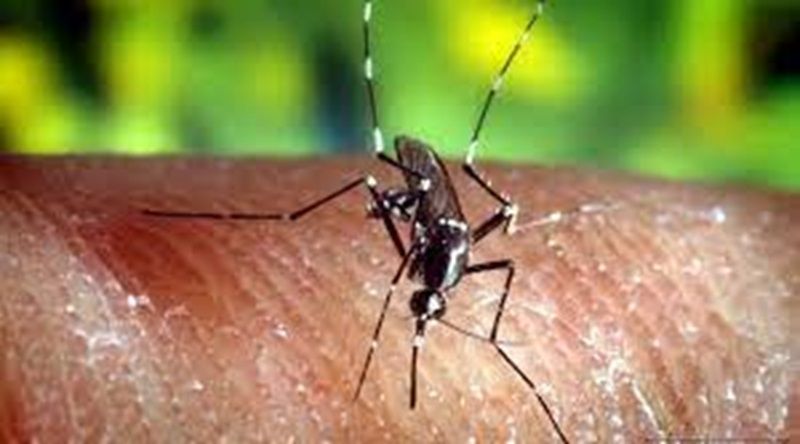 Dengue: Governo declara situação de contingência em todo o país