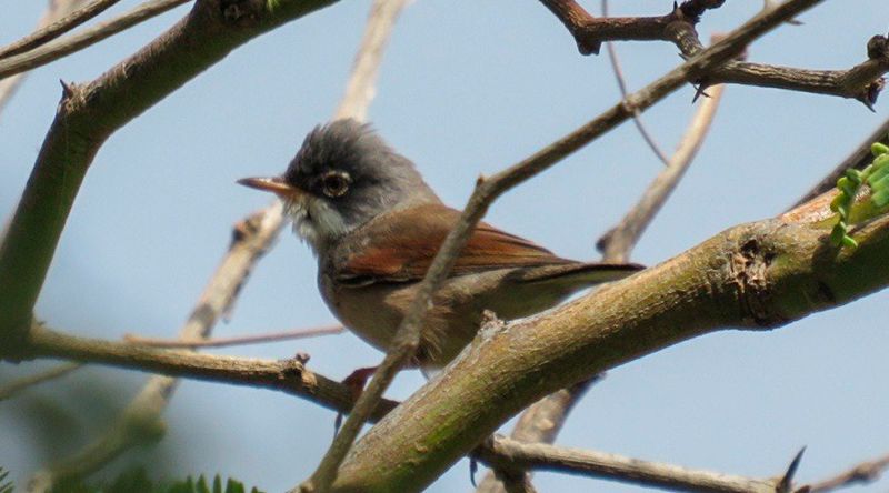 Projecto português quer ajudar São Tomé e Príncipe e Cabo Verde a proteger aves e habitats 