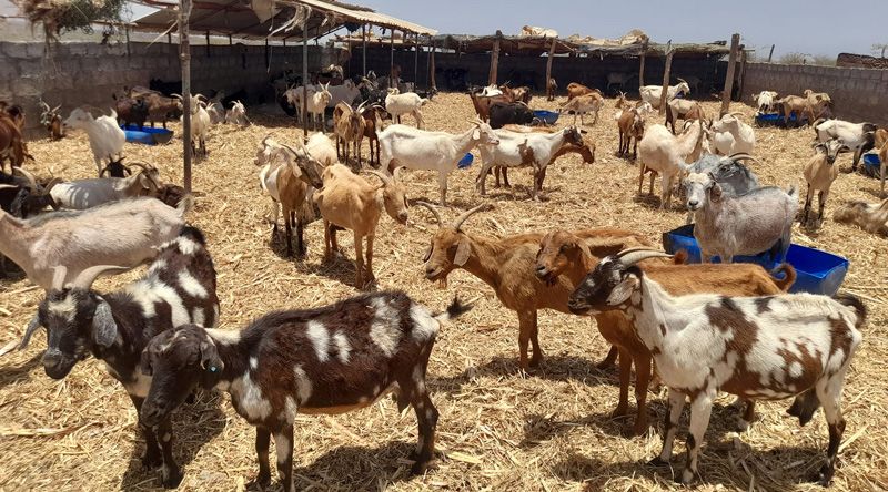 Porto Novo: Criadores aliviados com retoma do transporte de água no âmbito do programa de abeberamento do gado – associação