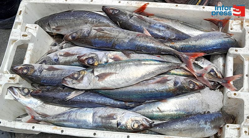 Estudo da Uni-CV indica que filetes de cavala atlântica demonstram alta estabilidade pós-defumagem