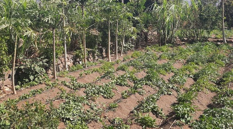 Porto Novo: Projecto Jovens agricultores da Casa de Meio mudou a vida dos beneficiários – representante