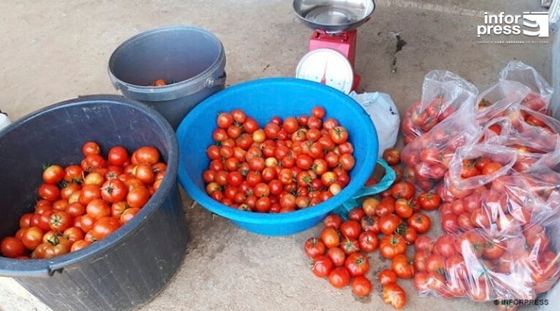 Estudo de docentes universitários cabo-verdianos indica eficiência na redução do uso de água na produção do tomate