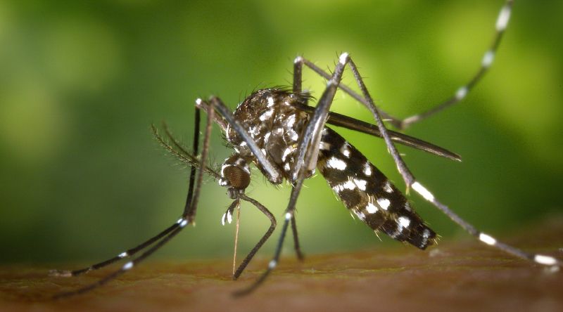 Brasil ultrapassa um milhão de casos prováveis de dengue em dois meses