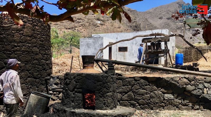 Tarrafal de Monte Trigo: Produtores do grogue suspendem pedido de alargamento do prazo para a industrialização da cana-de-açúcar