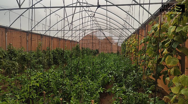 São Nicolau: Governo apresenta programa de 185 mil contos de Incentivos para o Cultivo Protegido - Estufas Agrícolas