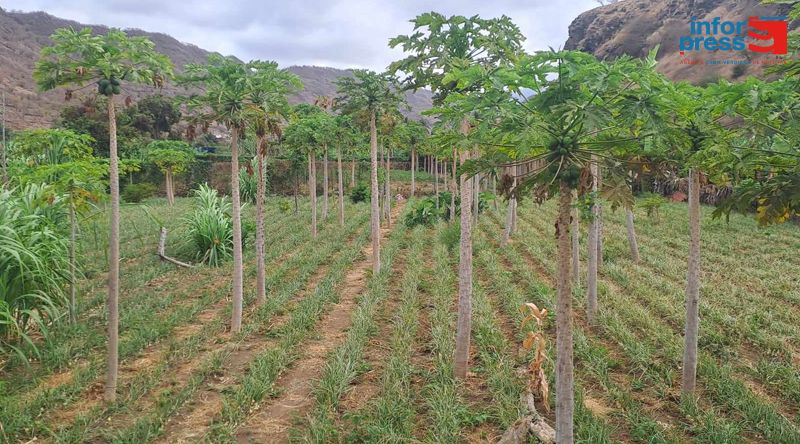 Santiago Norte: Agricultores já sentem impactos das mudanças climáticas e apontam salinização como “grande preocupação”