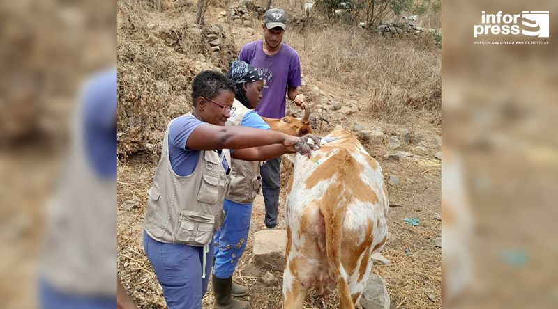 Brava: Cerca de 630 animais já foram desparasitados no âmbito do projecto Pastoria sustentável da Associação Biflores