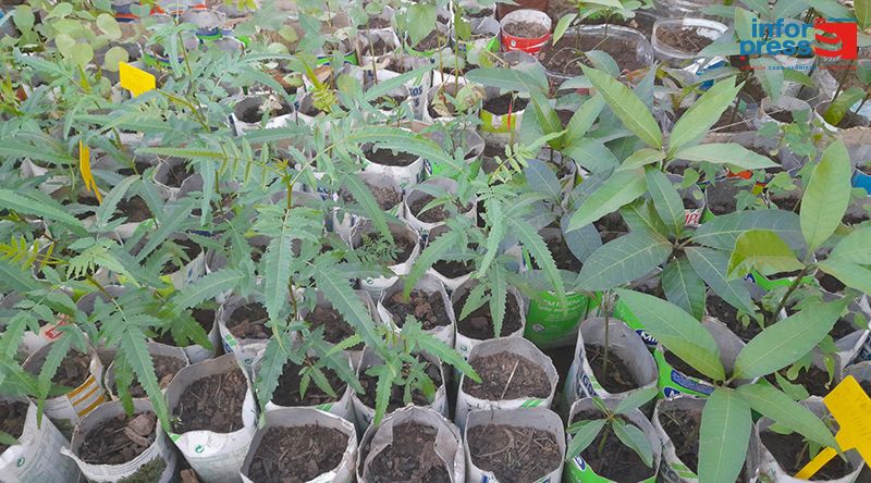 Fundação Maio Biodiversidade realiza megacampanha de distribuição e cultivo de plantas na ilha