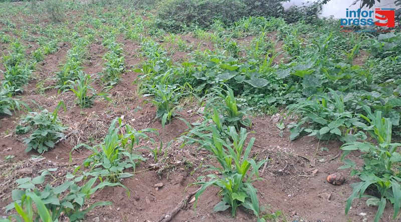 Brava: Agricultores com esperança num bom ano agrícola apesar da praga da galinha do mato