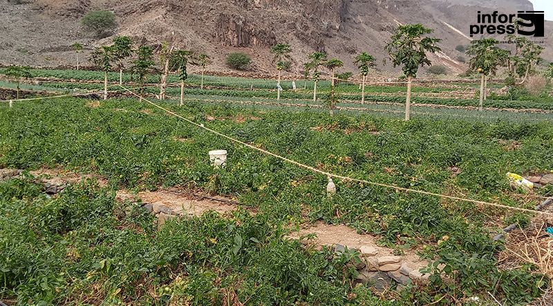 Porto Novo: Agricultores da Ribeira dos Bodes prescindem de sementeiras do milho devido à lagarta do cartucho do milho