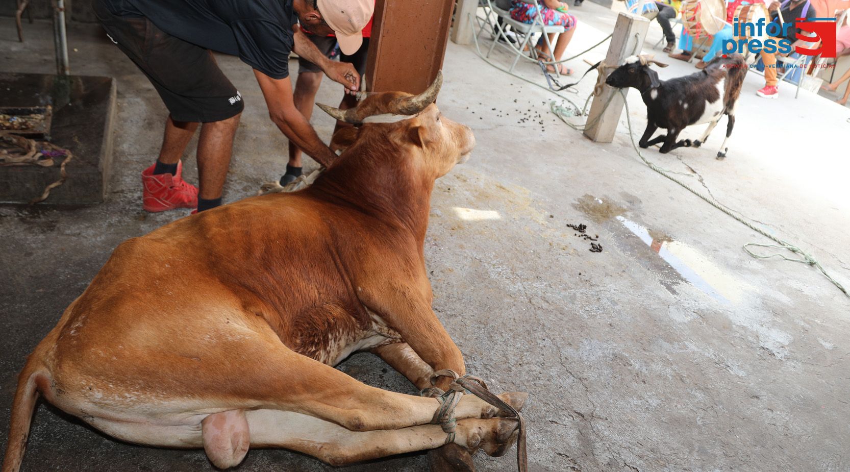 São Filipe: Tradição da matança de animais com pouca participação de pessoas