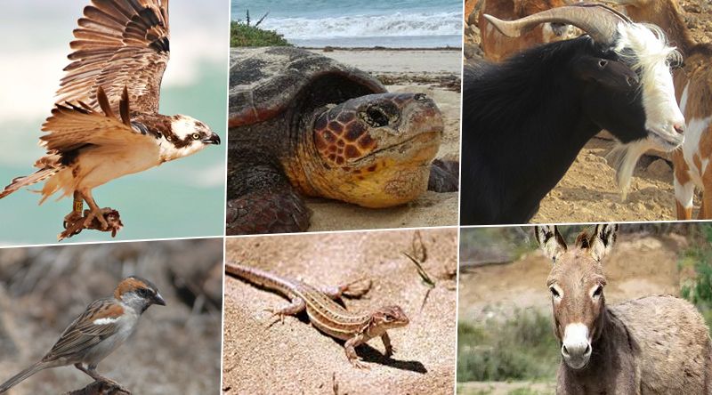 Cabo Verde com novo projecto para reforço do sistema nacional de governança da biodiversidade