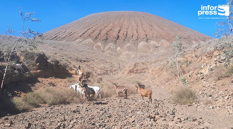 Porto Novo/Planalto Norte: Criadores iniciam confinamento de gado no âmbito da conservação do parque natural Tope de Coroa