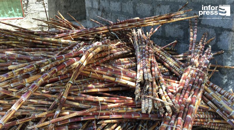 Porto Novo: Agricultores na Ribeira das Patas satisfeitos com andamento da safra de cana sacarina