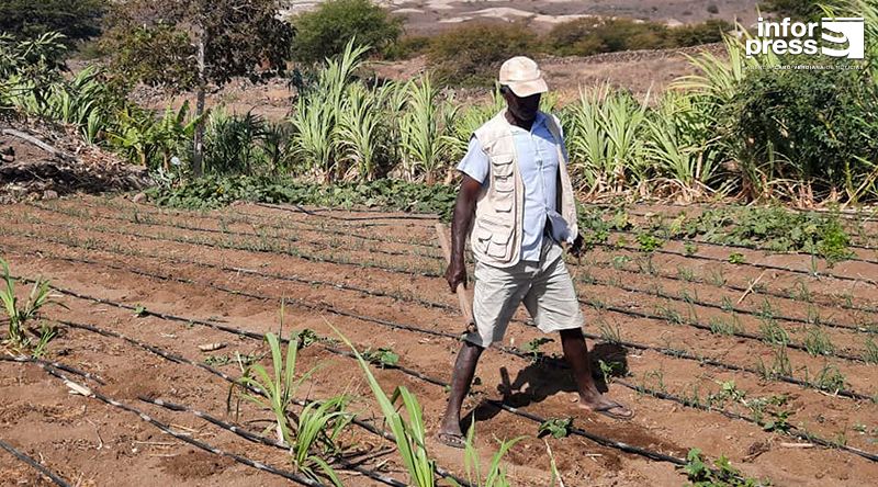 Porto Novo: Resultados do projecto sobre agricultura familiar em Ponte Sul – Chã de Mato aquém do esperado – famílias