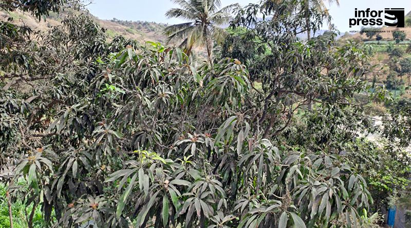 Santa Catarina: Agricultores de Boa Entrada clamam por intervenção urgente no combate às pragas e mais investimentos (c/áudio)