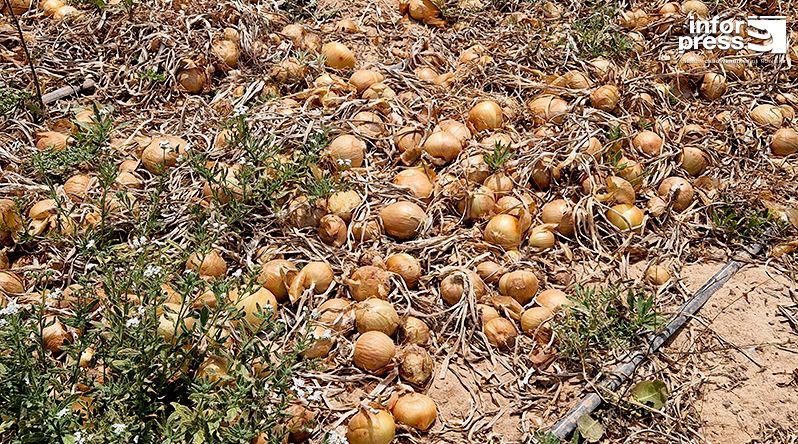Boa Vista: Deficiências no escoamento e falta de câmaras frias deixam produção agrícola a apodrecer nas hortas da Zona Norte
