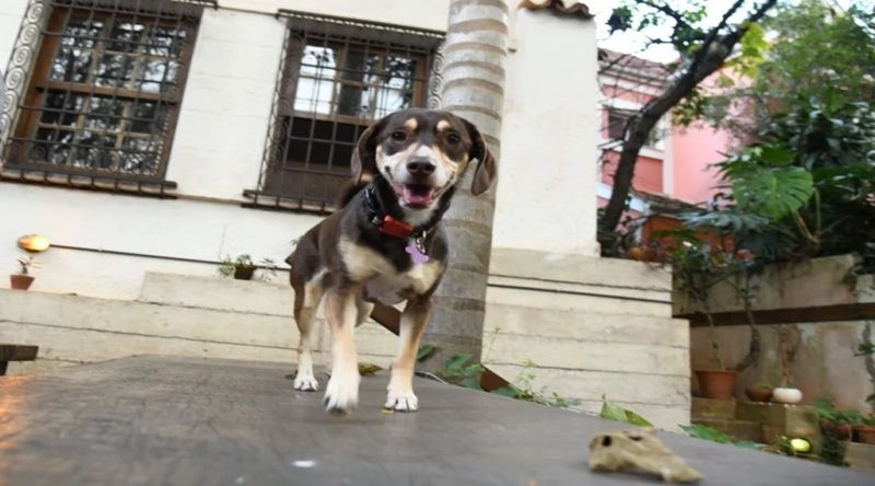 Ilha do Sal: Nova associação “OSPA” nasce em Santa Maria para reforçar proteção de animais abandonados