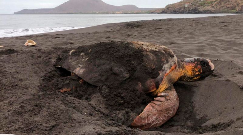 Tarrafal: Lantuna regista primeiro ninho de tartaruga-verde em Ribeira da Prata e protege 51 ninhos